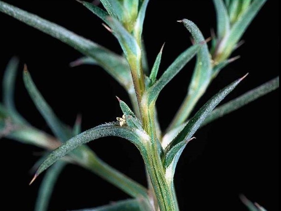 Salsola tragus_Russian thistle_JM DiTomaso_cropped