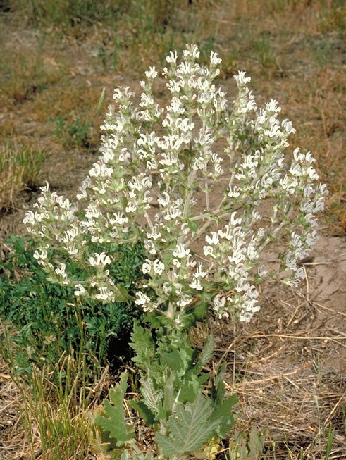 Salvia aethiopis_growth habit_Dean Kelch, CDFA_cropped