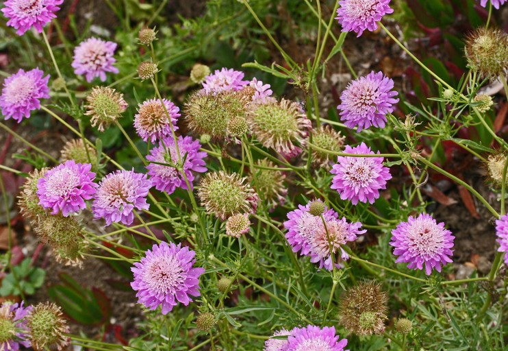 Scabiosa atropurpurea_Neal Kramer