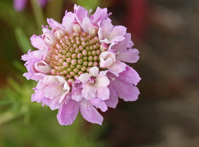 Scabiosa atropurpurea_flower head (early flower)_copyright2008_NealKramer