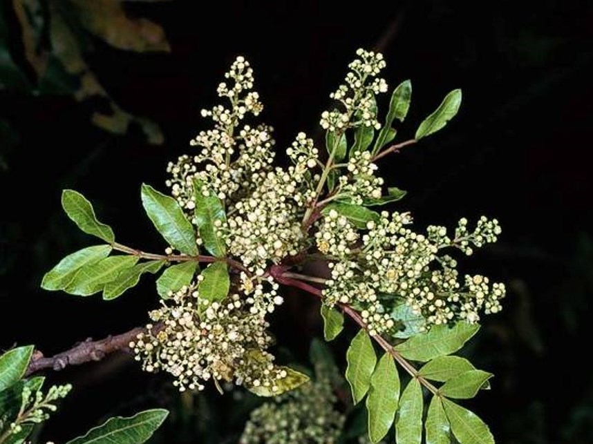 brazilian pepper tree roots