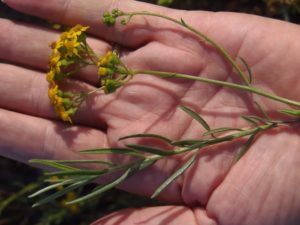 Senecio linearifolius_Ron Vanderhoff