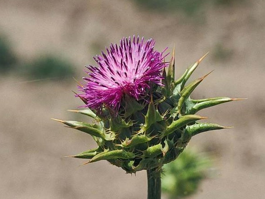 Silybum marianum_blessed milkthistle_flower_JM DiTomaso