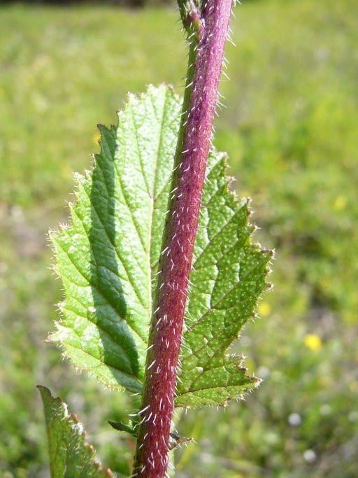 Sinapis arvensis_stem and leaf_ZoyaAkulova