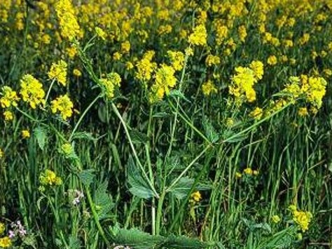 Sinapi Mustard