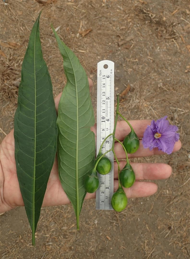 Solanum aviculare_leaves, flower, and fruits_RonVanderhoff