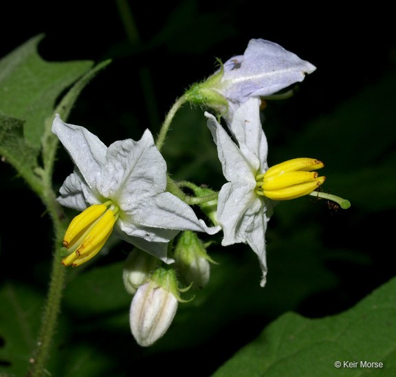 Solanum carolinense_flowers_KeirMorse