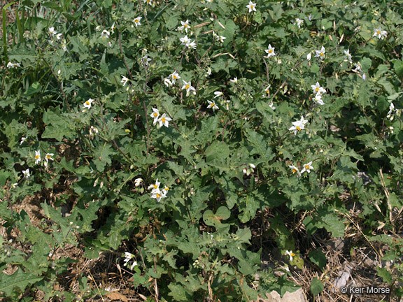 Solanum carolinense_growth habit_KeirMorse