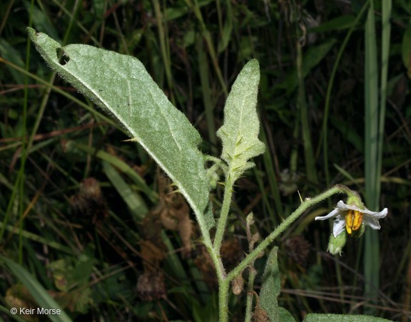 Solanum carolinense_leaves and flower_KeirMorse