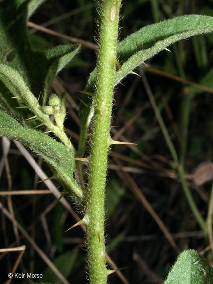 Solanum carolinense_stem_KeirMorse