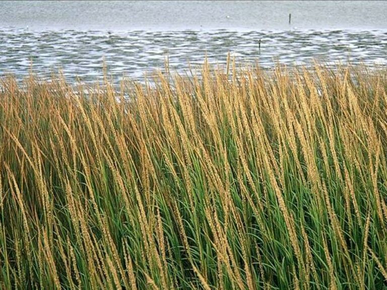 Spartina alterniflora x S. foliosa Profile California