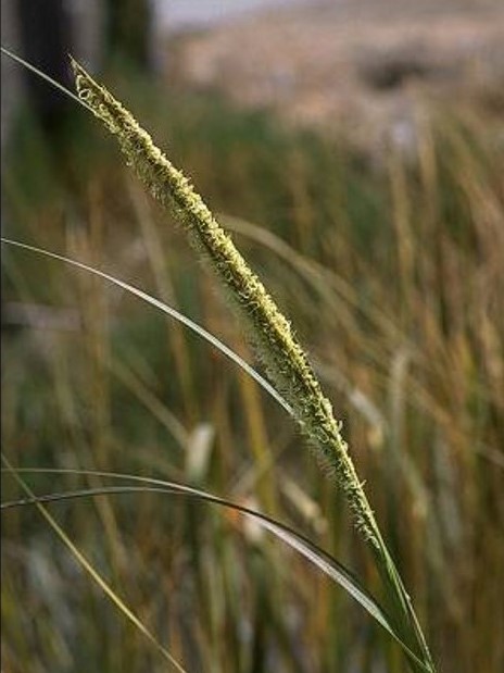 Spartina alterniflora_smooth cordgrass_JM DiTomaso_cropped
