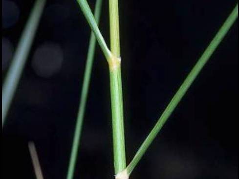 Spartina patens_salt meadow cordgrass_ JM Di Tomaso