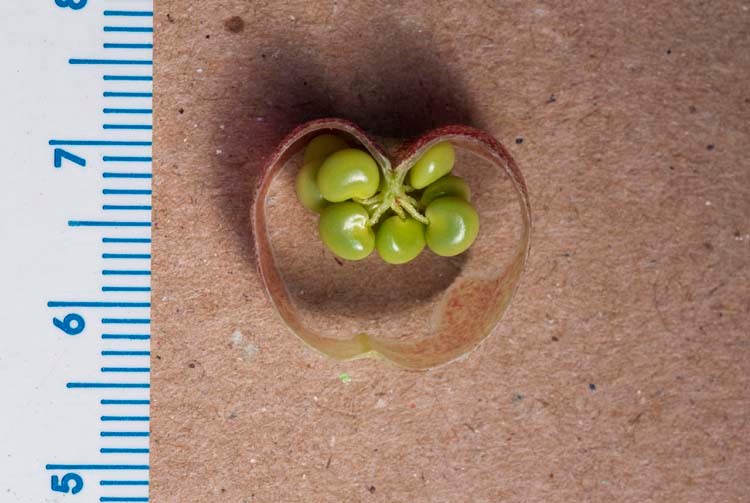 Sphaerophysa salsula_seeds in fruit (cross-section)_RichardSpellenberg