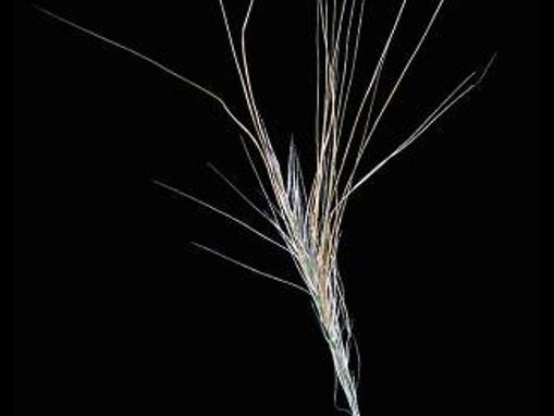 Stipa capensis_Mediterranean steppegrass_JM DiTomaso