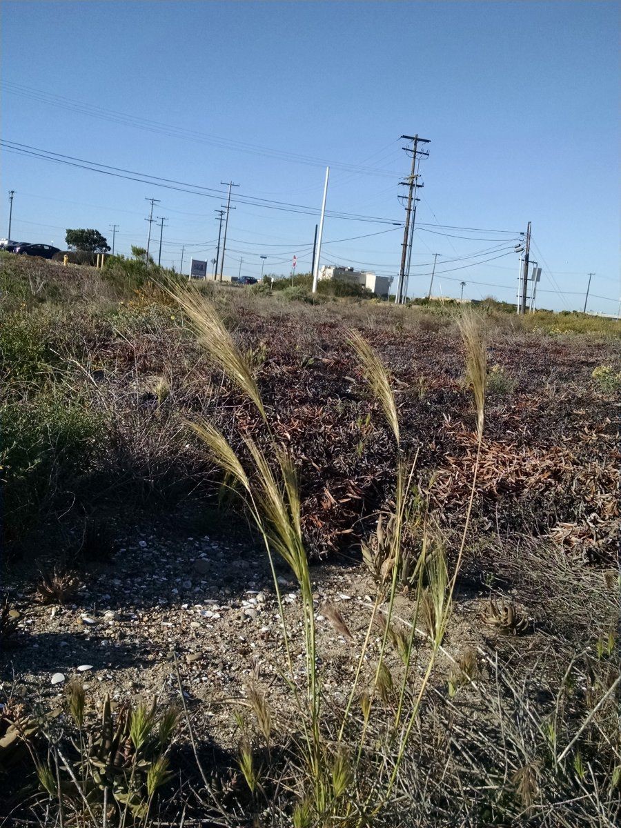 Stipa capensis_growth habit (with Bromus madritensis)_EmilyChase