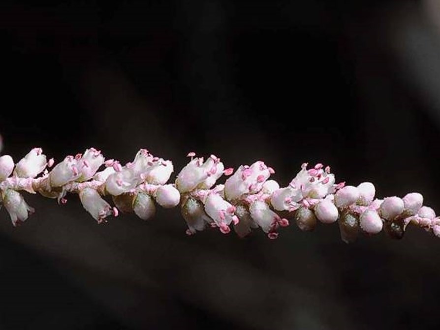 Tamarix aphylla_JM DiTomaso