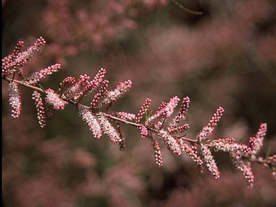 Tamarix parviflora_smallflower tamarisk_JM DiTomaso_cropped