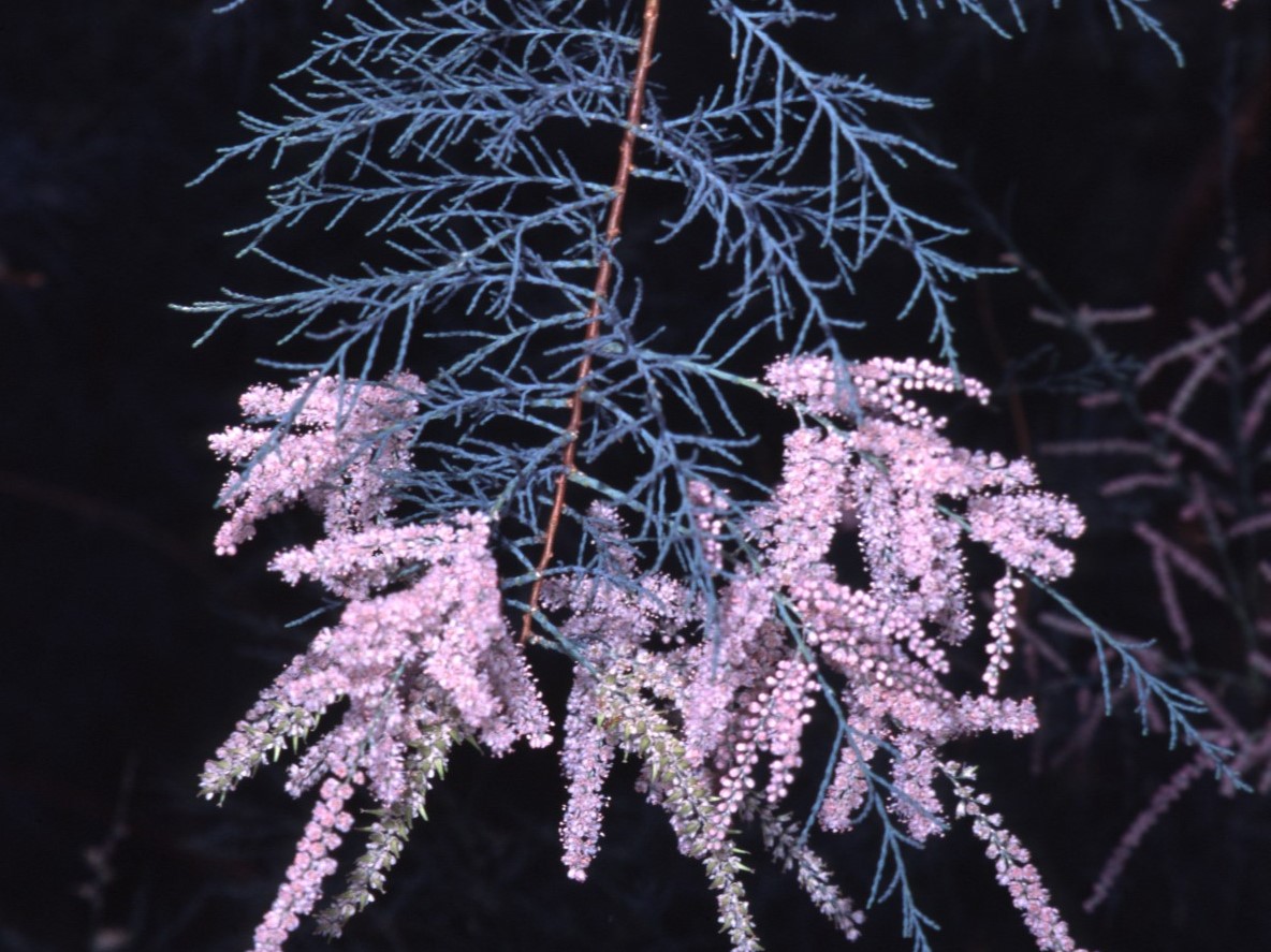 Tamarix ramosissima_saltcedar_Joe DiTomaso_cropped