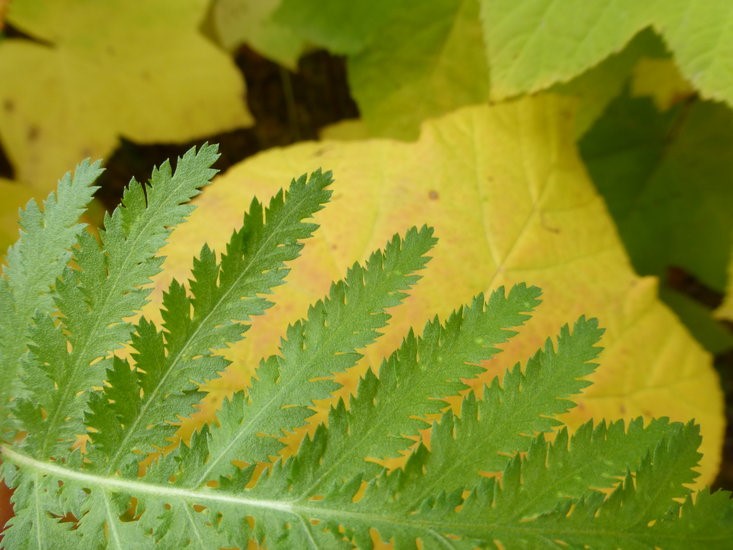 Tanacetum vulgare_leaf (part)_ZoyaAkulova