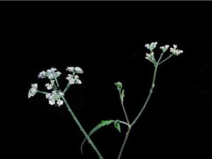 Torilis arvensis_hedge parsley_JM DiTomaso