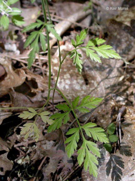 Torilis arvensis_leaves and growth habit_KeirMorse