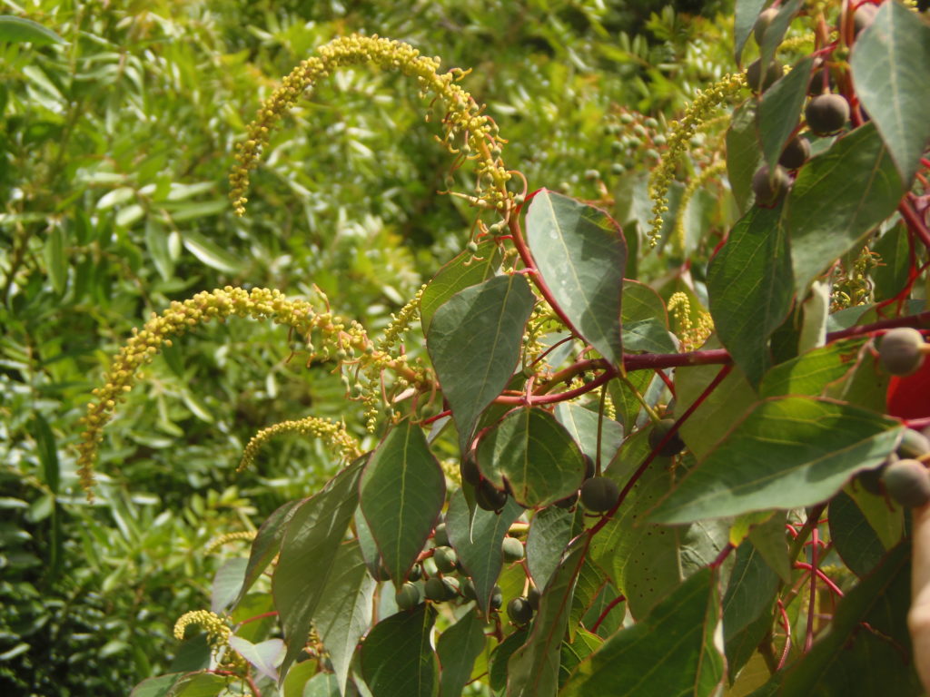 Triadica sebifera Profile California Invasive Plant Council