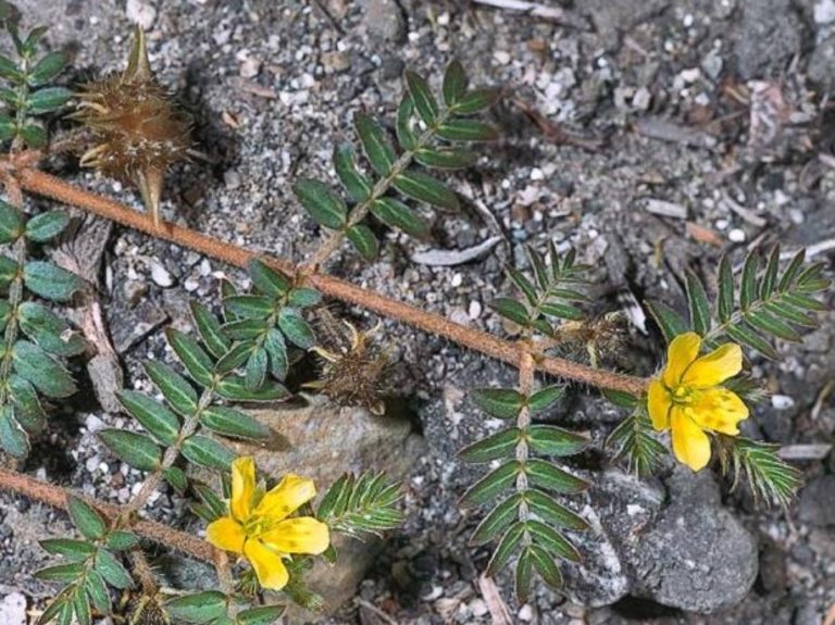 Tribulus terrestris Profile California Invasive Plant Council