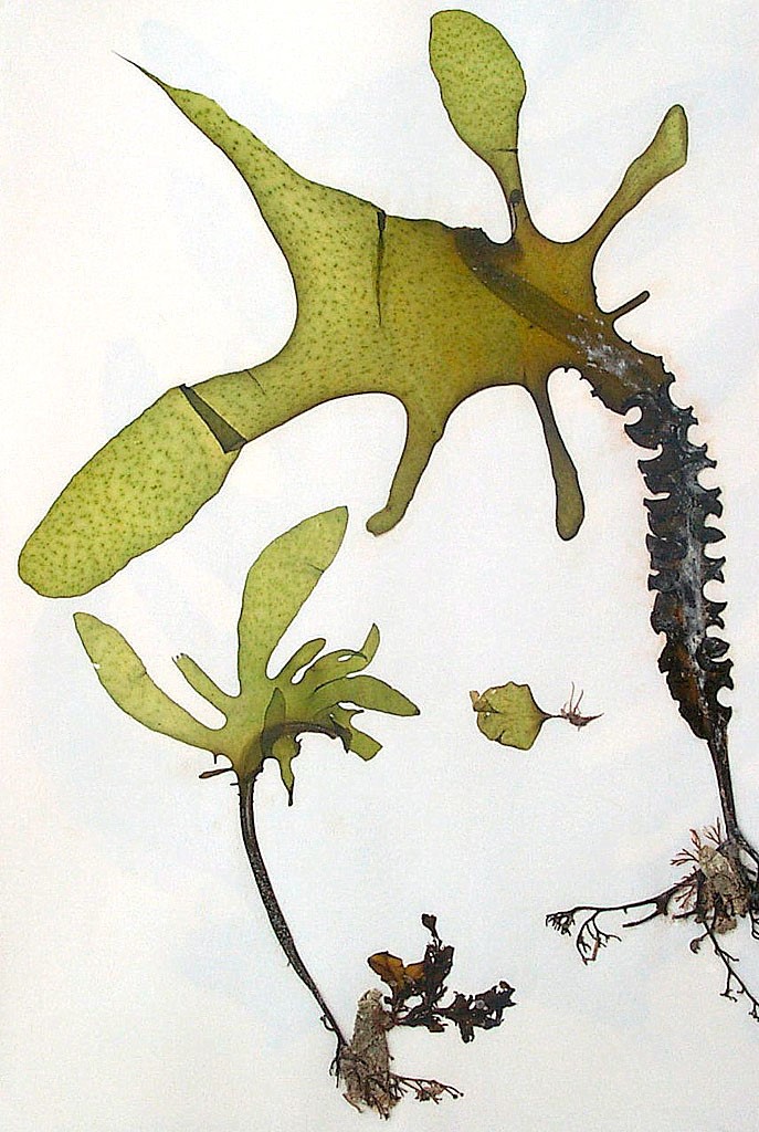 Undaria pinnatifida_young frond (left) and sporophyll frond (right)_JoeDiTomaso