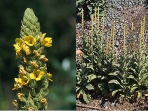 Verbascum thapsus_common mullein_flower JM Di Tomaso