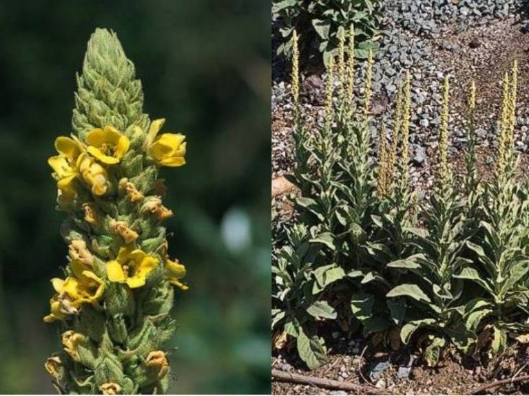 Verbascum thapsus Profile – California Invasive Plant Council