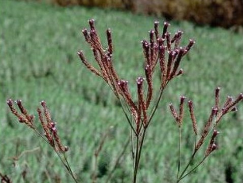 Verbena bonariensis_S58-02