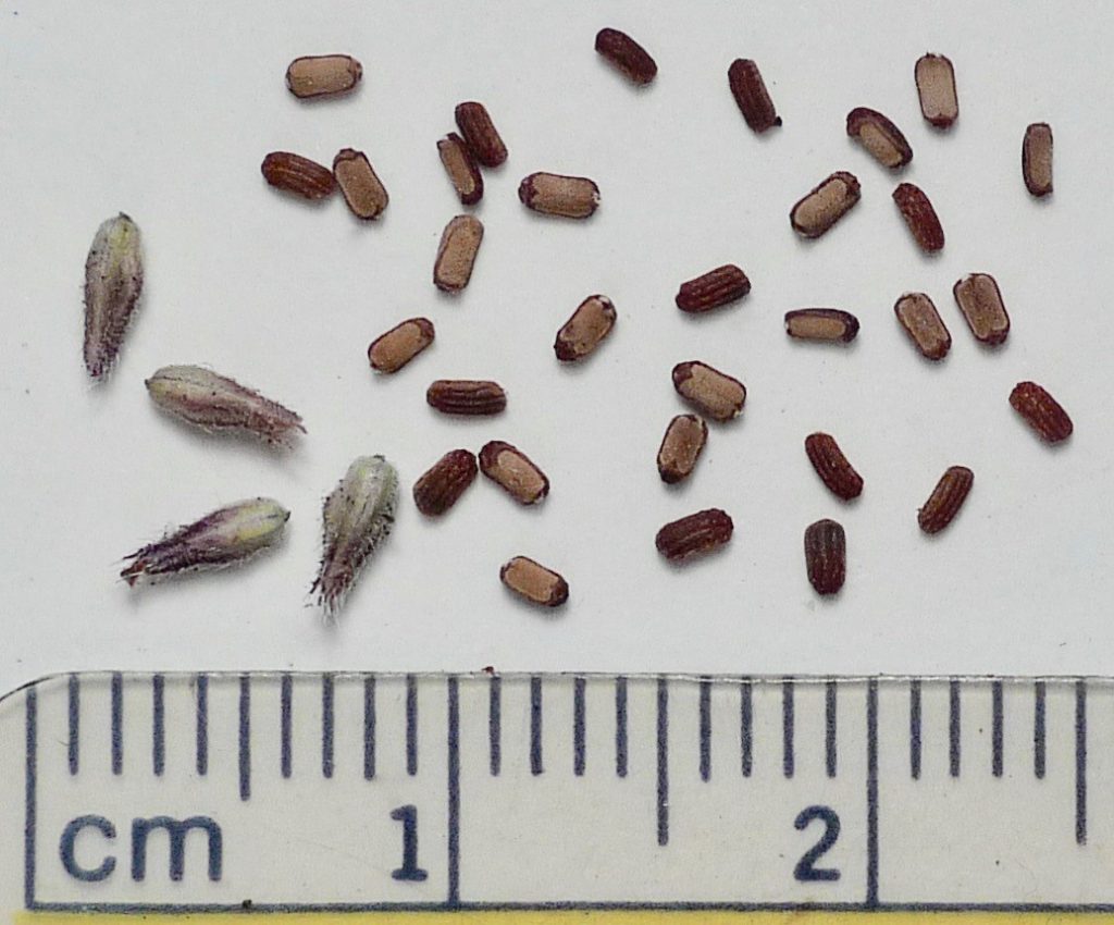 Verbena bonariensis Profile California Invasive Plant Council