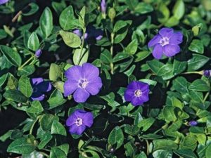 Vinca major_big periwinkle_JM DiTomaso