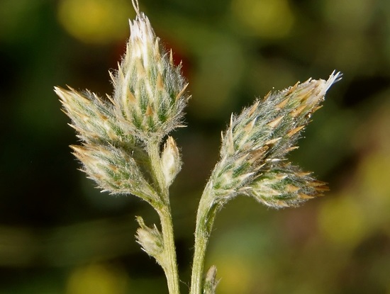 Volutaria tubuliflora_Ron Vanderhoff