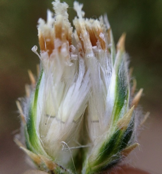 Volutaria tubuliflora_partially dissected flower head with maturing seeds_RonVanderhoff