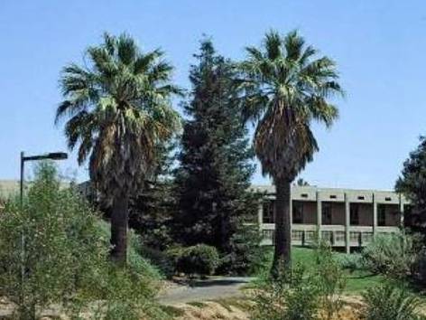 Washingtonia robusta_Mexican fan palm_JM DiTomaso