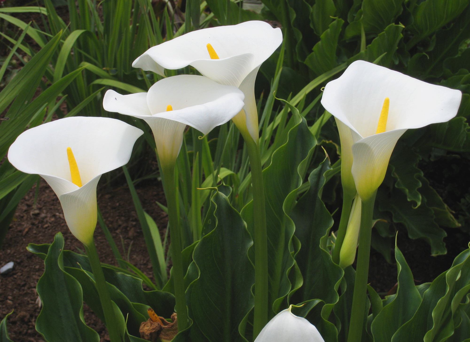 Калла Зантедеския Zantedeschia aethiopica