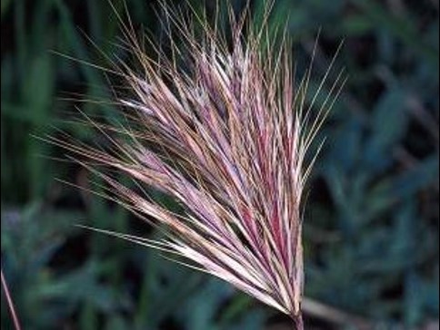 Bromus madritensis_red brome_ JM Di Tomaso