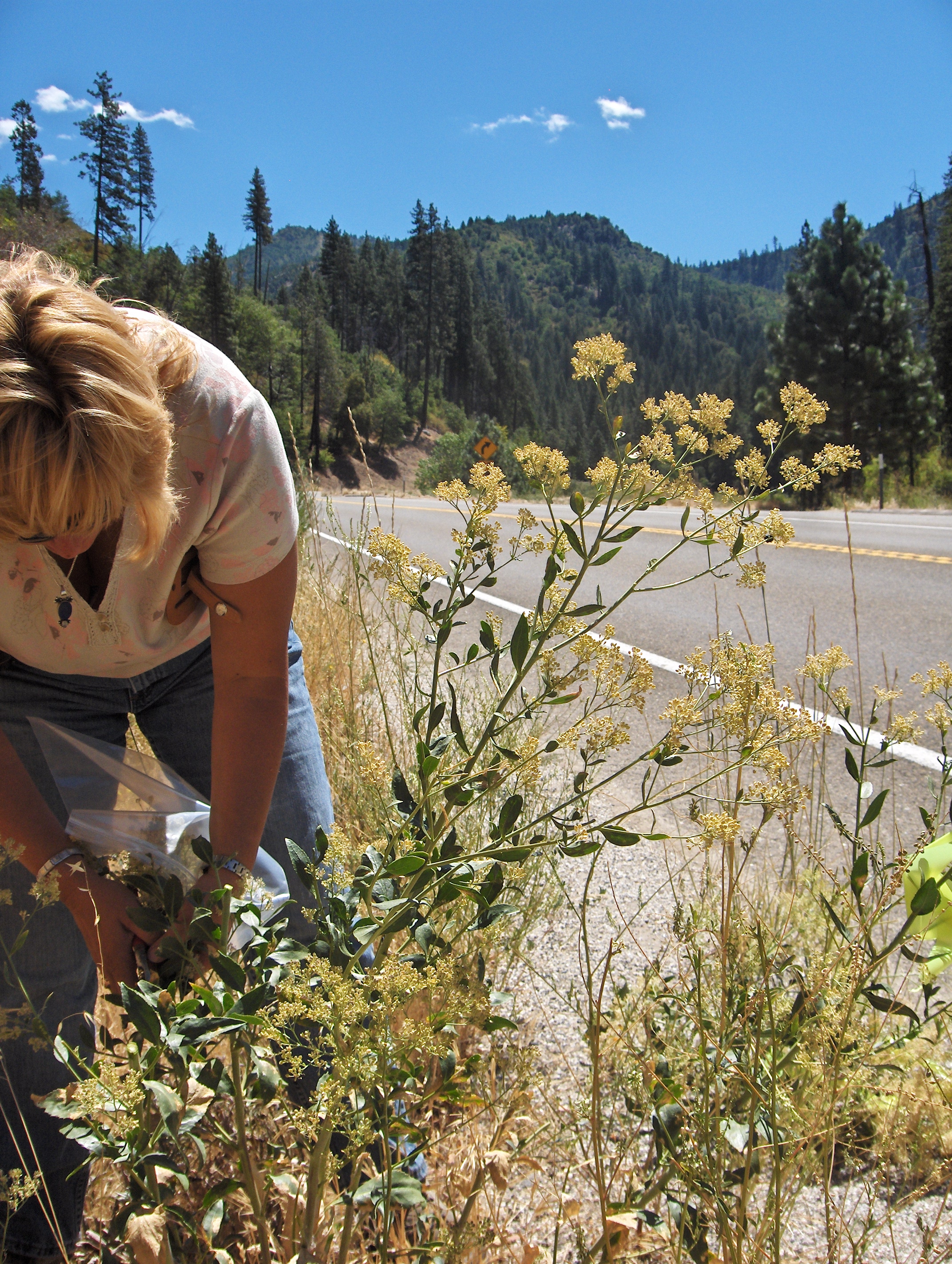 An infested landscape shows the scale of the problem. Agricultural Biologist Technician Jana Rapetti stands in a sea of tall whitetop (Lepidium latifolium) in Alpine County that she helped clear. Photo: Jessica Honeycutt