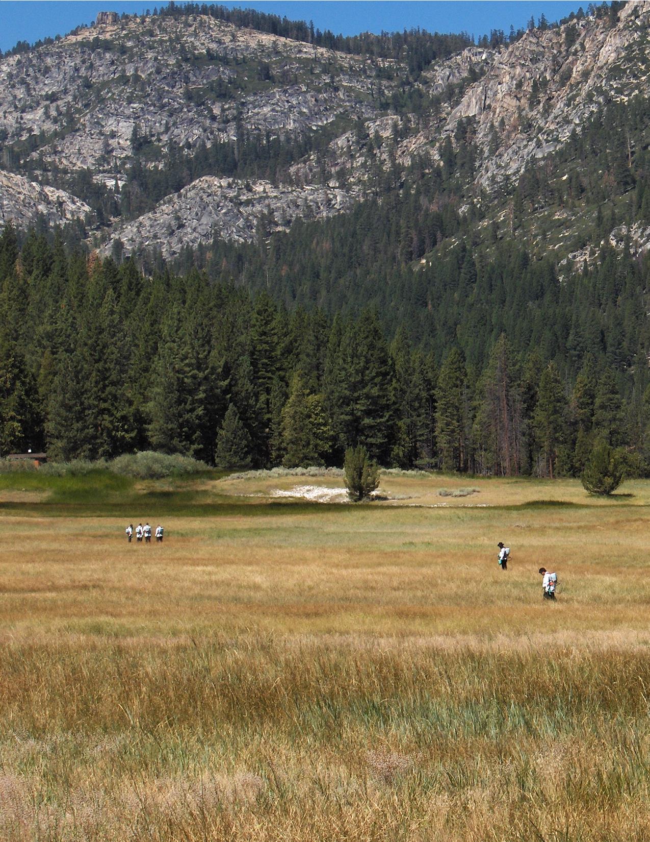 Keeping Grover Hot Springs, a California State Park, native. Agricultural Biologist Technicians work to thwart Canada thistle (Cirsium arvense) upstarts in Alpine County. Photo: Jessica Honeycutt