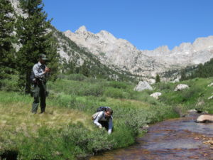 Interns with the Student Conservation Association hand-pull dandelions (Taraxacum officinal) in Matterhorn Canyon, Yosemite National Park, alongside NPS staff. Photo: Michael Diehl