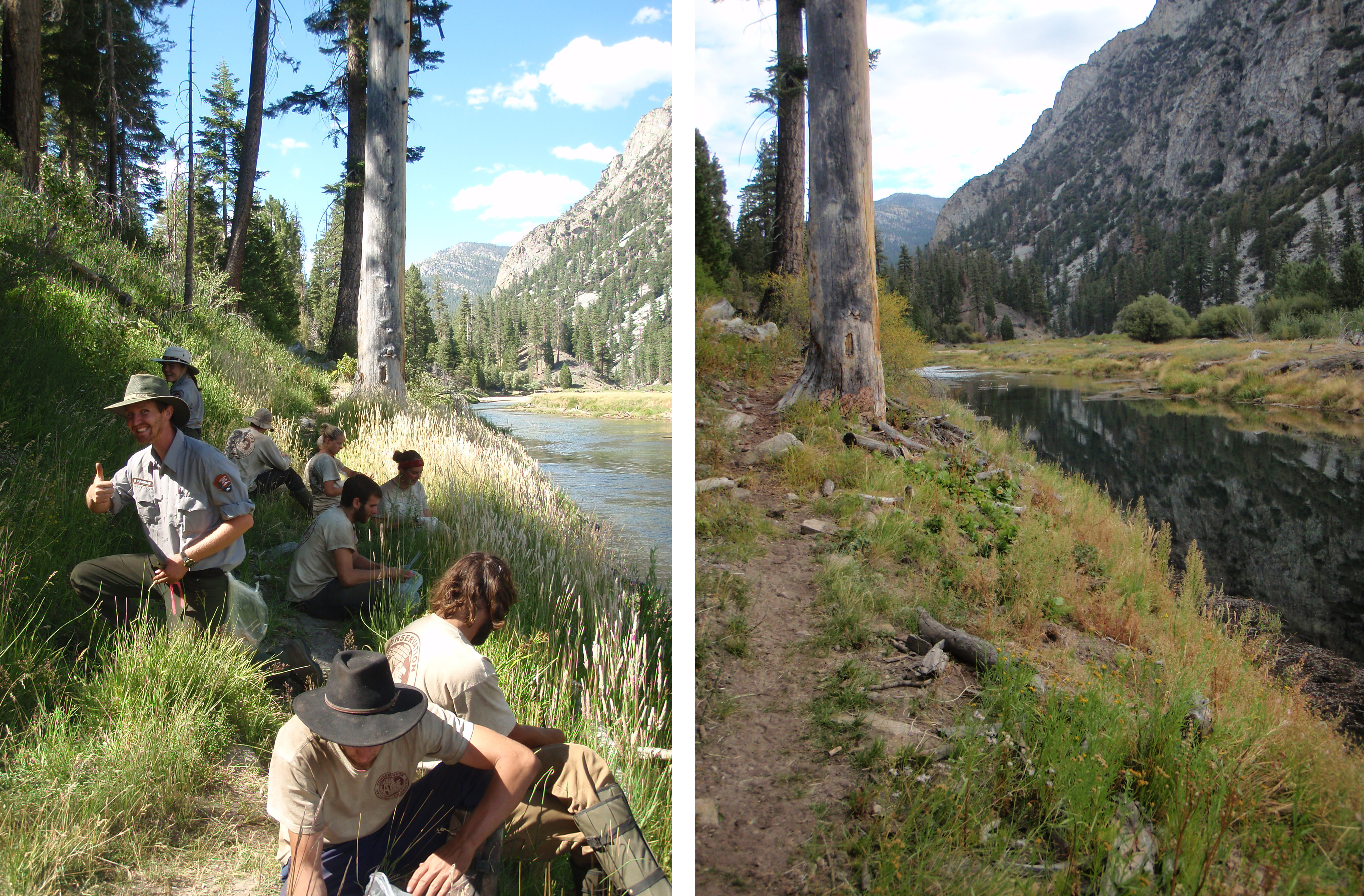 Before and After treatment of velvetgrass (Holcus lanatus) along Kern River, Golden Trout Wilderness. Photo: Rich Thiel