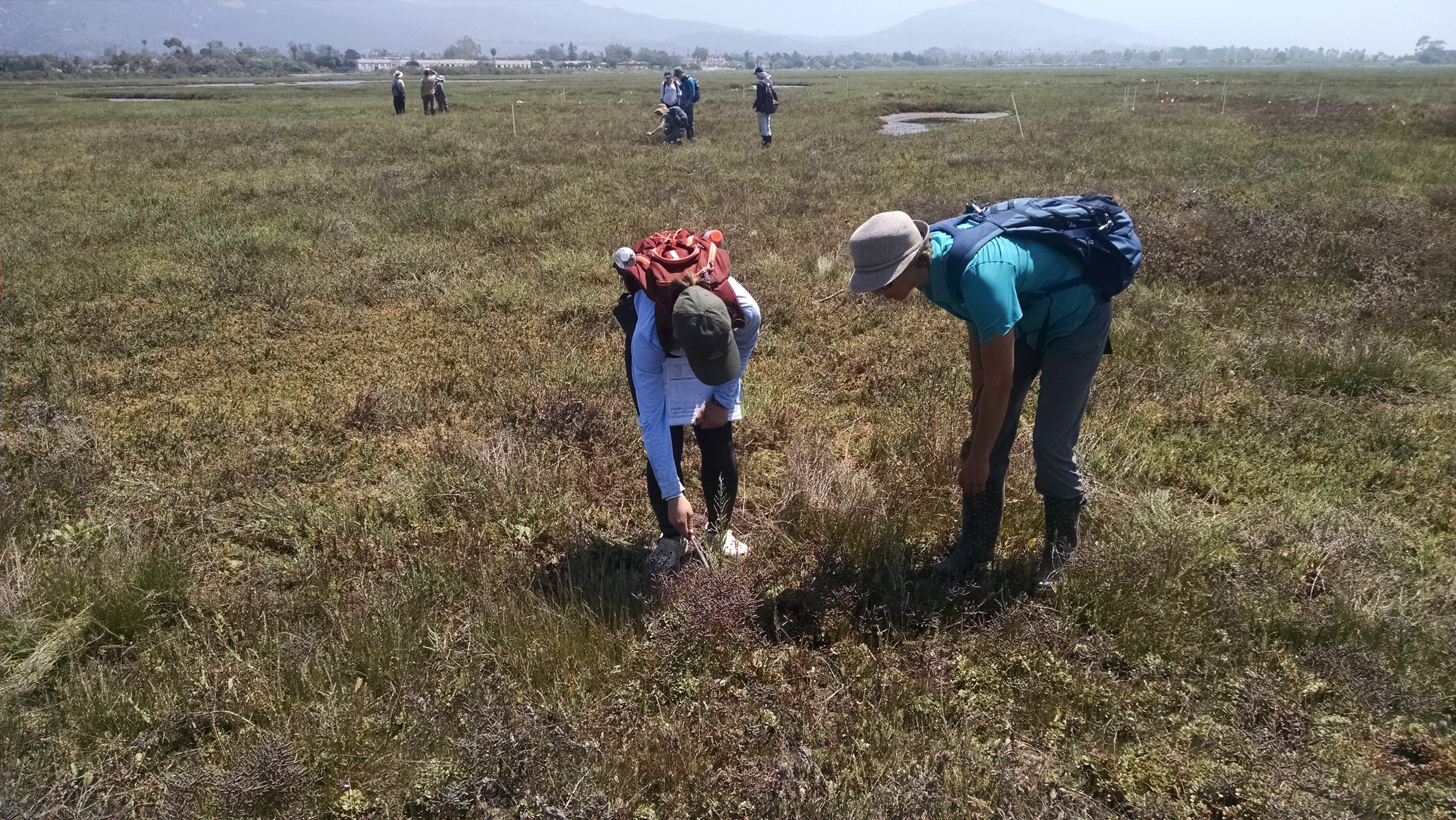 Multiple teams recording data at the Carpinteria Salt Marsh CHMA Surveys