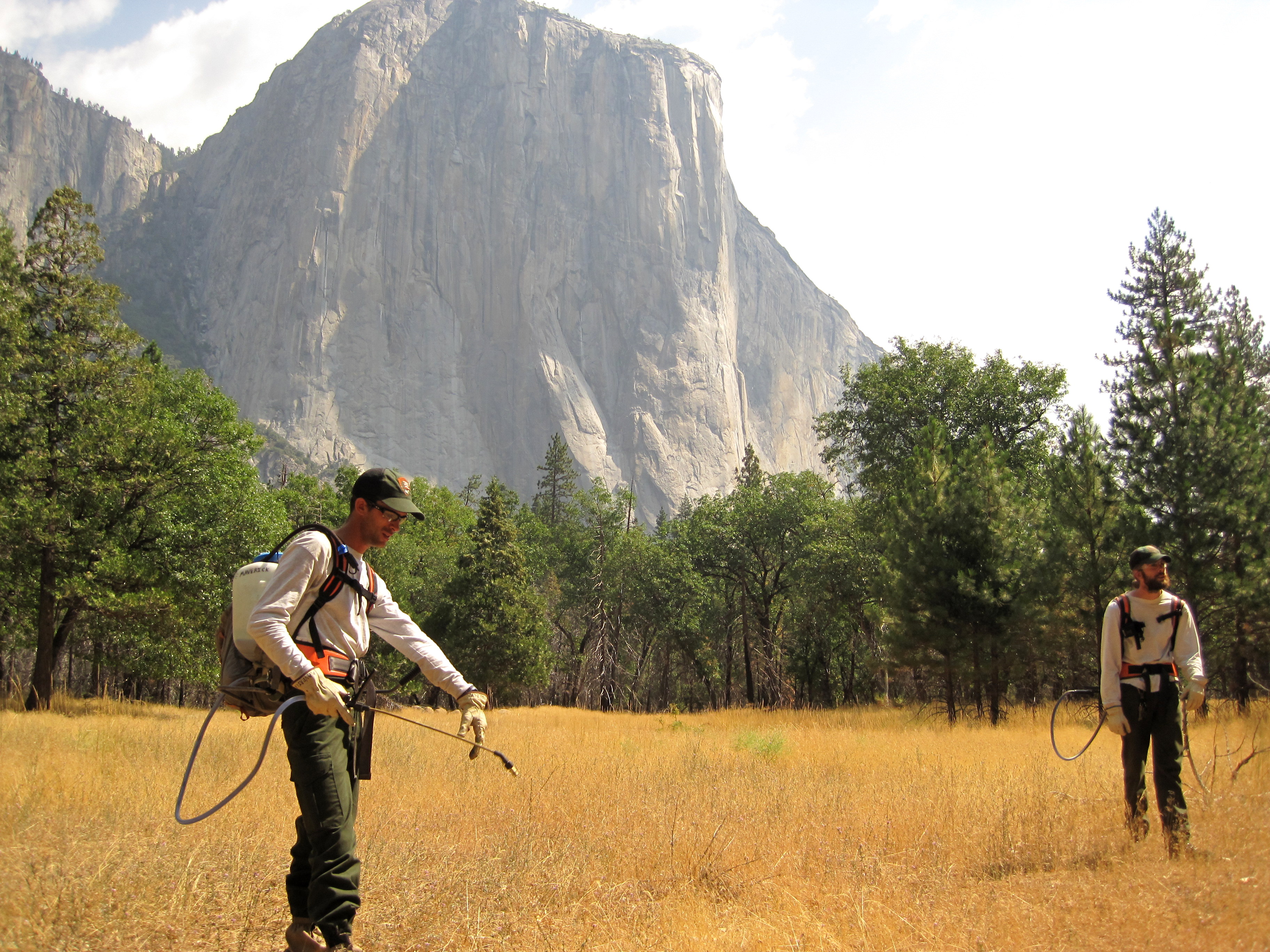 Yosemite invasive plant management staff treat Himalayan blackberry in Yosemite Valley below El Capitan, Yosemite National Park.