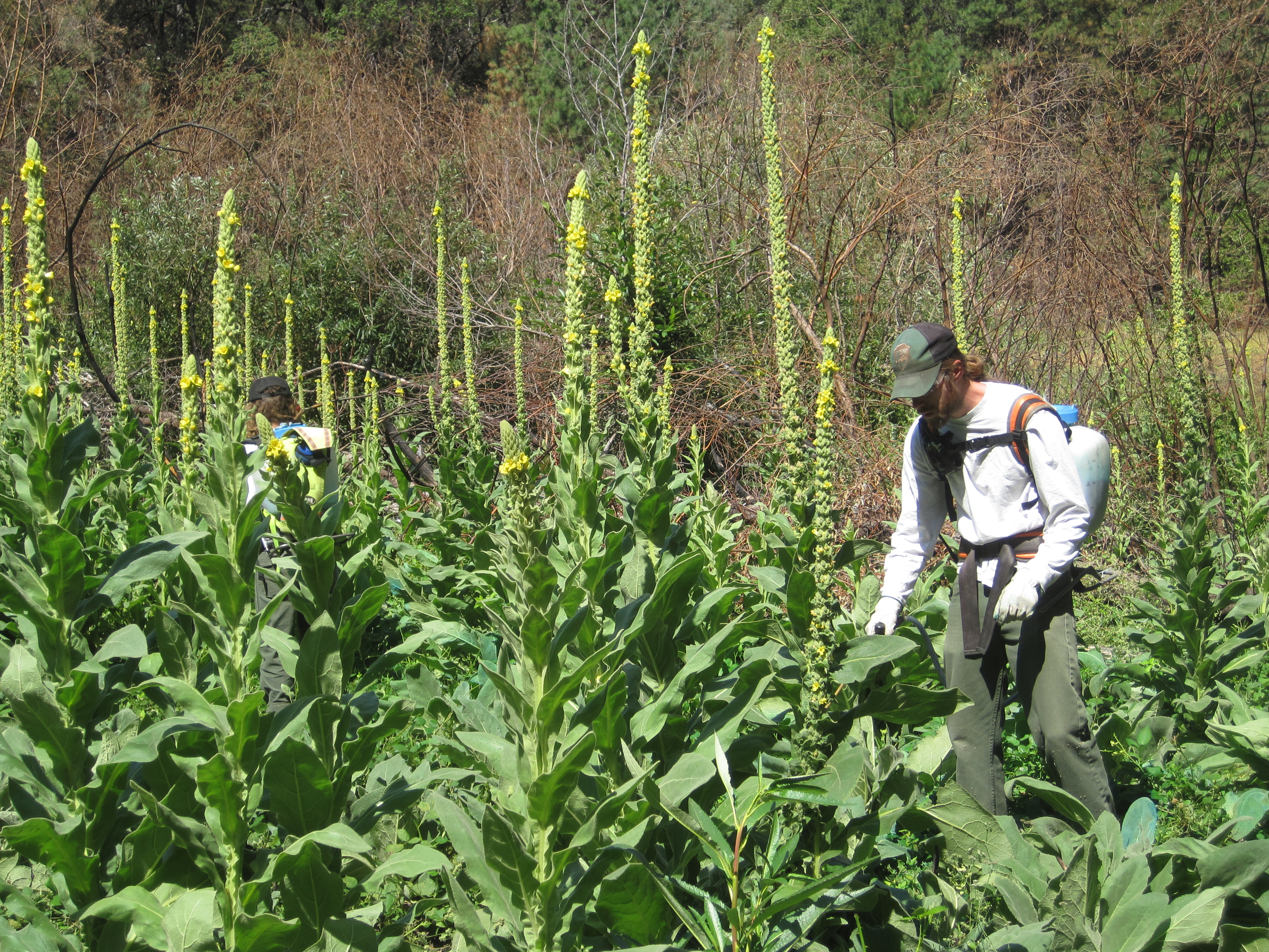 Treating mullein and Himalayan blackberry in Poopenaut Valley along the Tuolumne River, Yosemite National Park.