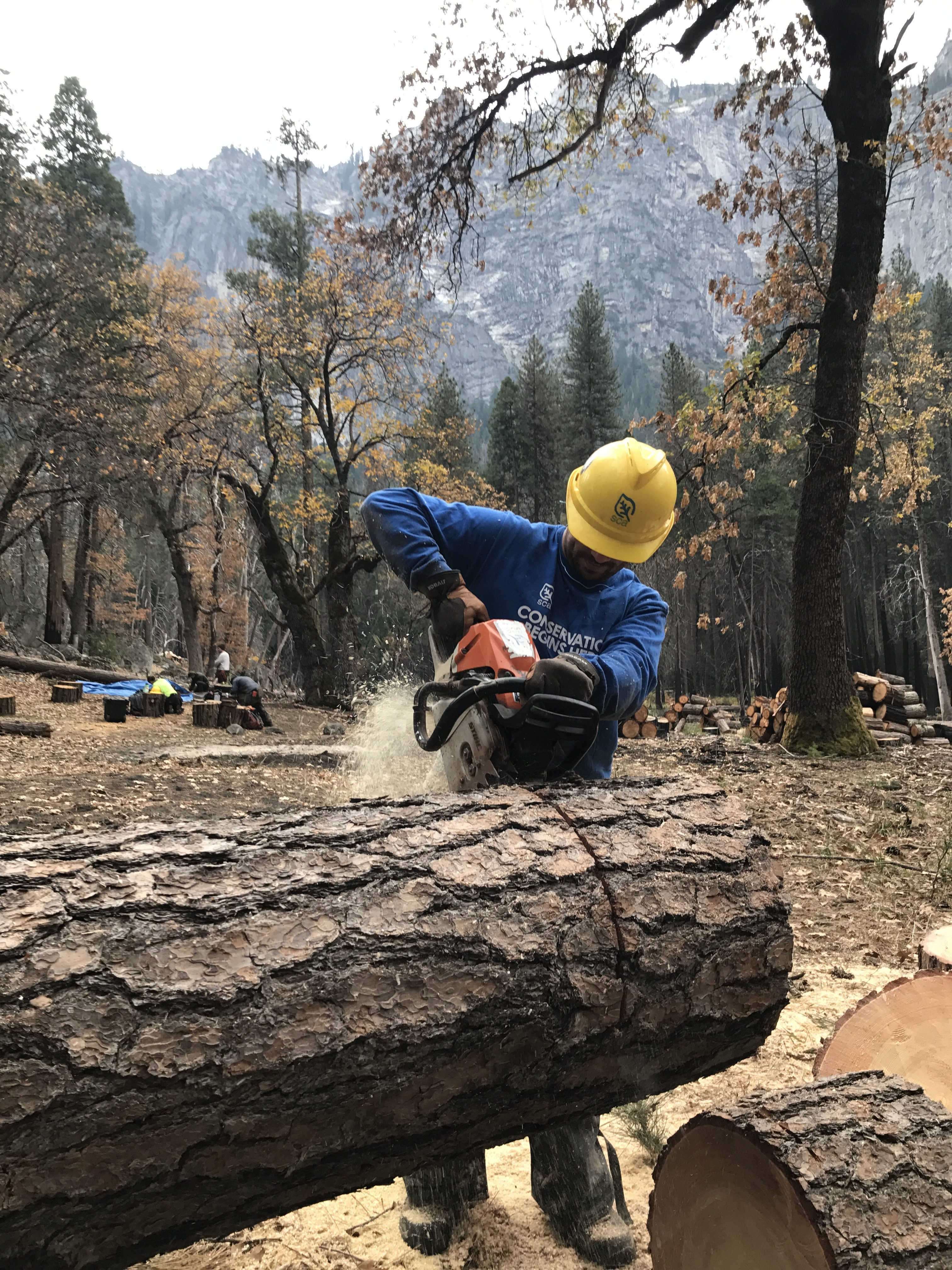 Stacking and piling dead conifers in Yosemite National Park_saw
