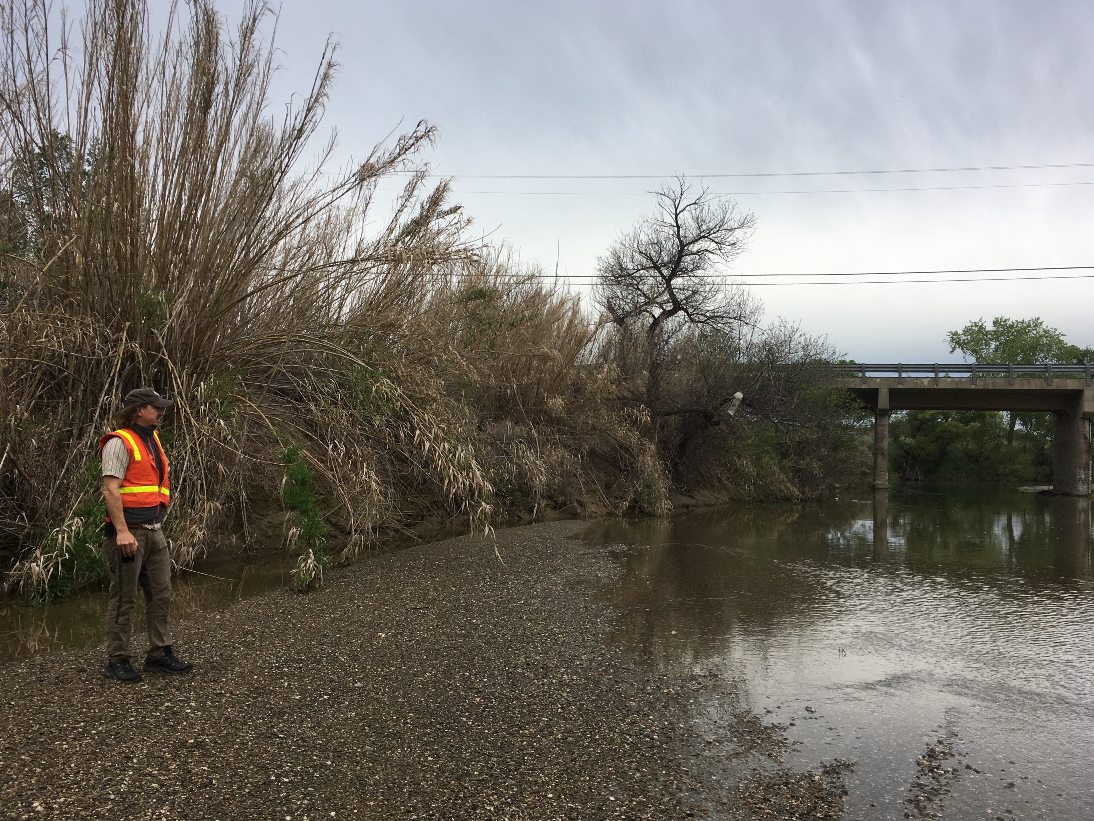 Jason Giessow, DENDRA Inc., collecting cane density information for an Arundo infestation on a Tehama County waterway in the Central Valley: Photo Dana Morawitz