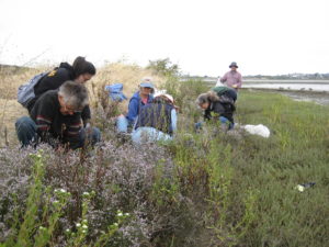 Friends of Five Creeks removing Algerian sea lavendar in Albany (Alameda Co.)