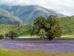 California Biodiversity Action Plan